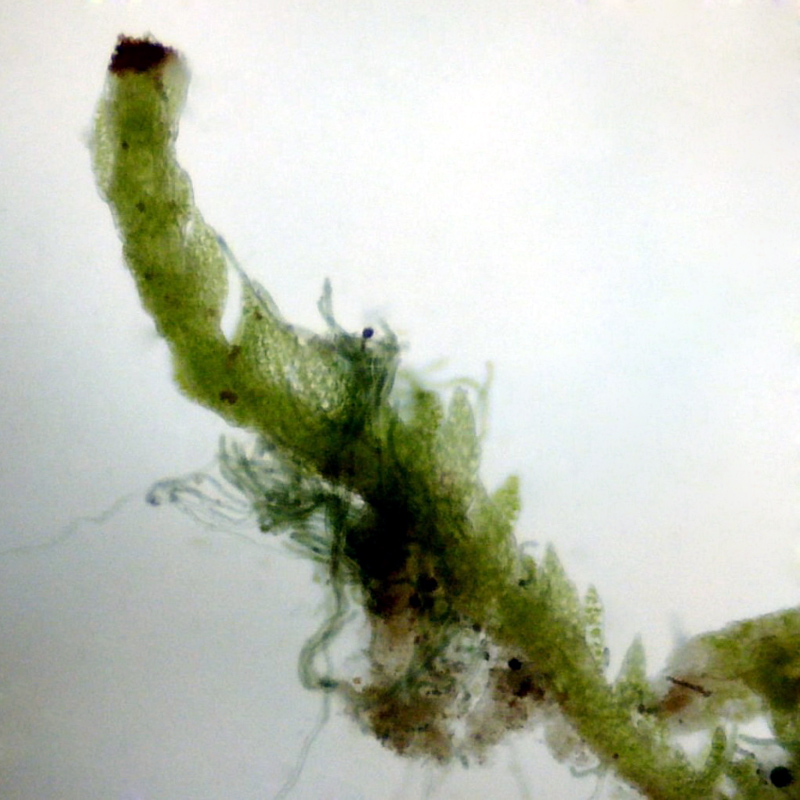 Crossocalyx hellerianus